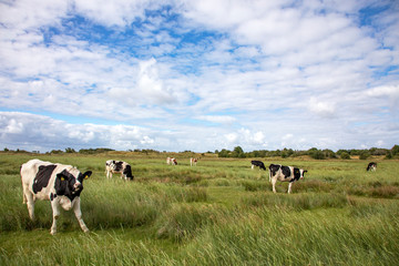 Young cattle graze in the salt marshes of the island of Schiermonnikoog, the Netherlands.