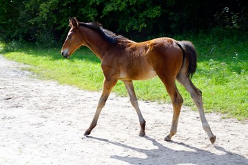 Fototapeta premium Foal on a sunny day on a dusty road. 