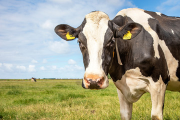 Portrait of a wise mature black-and-white cow, close up standing in a field, penetrating look.