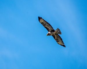 Osprey flying through the air