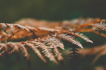 A macroshot of a fern from the side