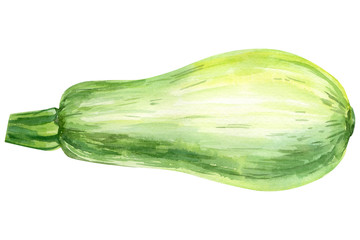 zucchini on isolated white background, watercolor illustration