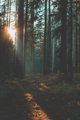 Entrance of a forest with a dark moody vibe during Autumn © Victor