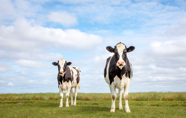 Two black and white cows, frisian holstein, standing in a pasture, blue sky and a faraway straight...