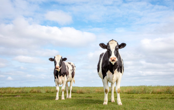 Two black and white cows, frisian holstein, standing in a pasture, blue sky and a faraway straight horizon.