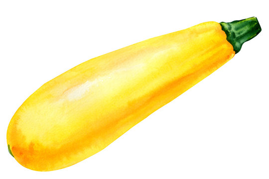zucchini on isolated white background, watercolor illustration