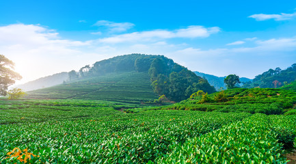 Fototapeta na wymiar Origin of Longjing tea in West Lake of Hangzhou..