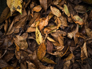 Orange and brown fallen leaves on the ground from above