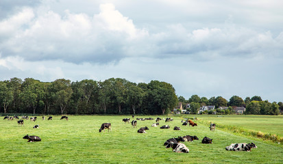 Herd of cows lying down and grazing on a meadow in flat dutch landscape with trees at the horizon.