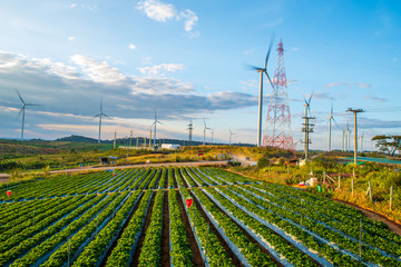 Wind turbines produce electricity, which is clean and environmentally friendly energy.
