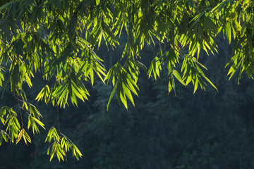 green bamboo leaves background