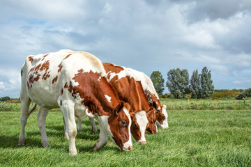 Four cows grazing next to each other, neatly in a row, in a pasture with a cloudy sky, fully in...