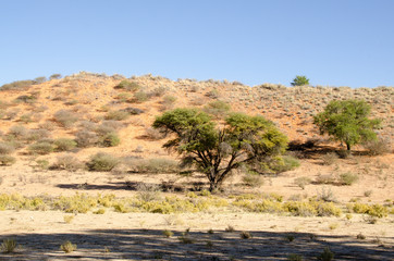 Parc national Kalahari Gemsbok, parc transfrontalier de Kgalagadi, Afrique du Sud