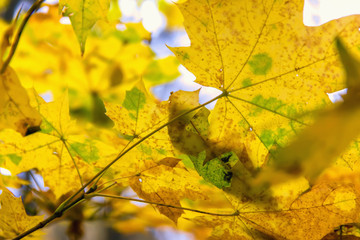 Autumn colorful bright leaves against a blue sky in an autumn park. Autumn. Background. Fall. Beautiful nature scene