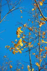 Autumn colorful bright leaves against a blue sky in an autumn park. Autumn. Background. Fall. Beautiful nature scene