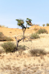 Obraz premium Parc national Kalahari Gemsbok, parc transfrontalier de Kgalagadi, Afrique du Sud
