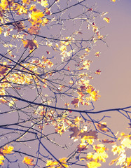 Obraz na płótnie Canvas Autumn colorful bright leaves against a blue sky in an autumn park. Autumn. Background. Fall. Beautiful nature scene