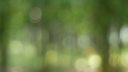 Obraz premium abstract background with bokeh, blurred Christmas tree green background