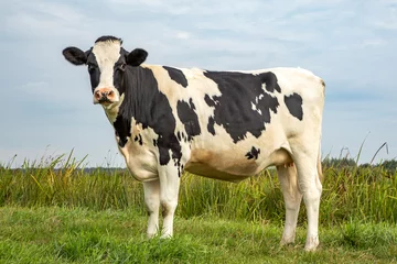 Foto op Canvas Zwart-witte koe, staande op groen gras in een weiland, in Nederland, friese holstein en een blauwe lucht. © Clara