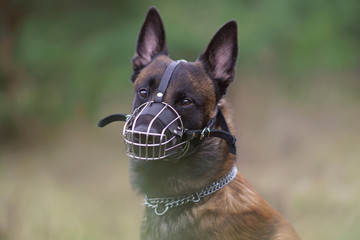 The portrait of a serious young Belgian Shepherd dog Malinois posing outdoors wearing a muzzle