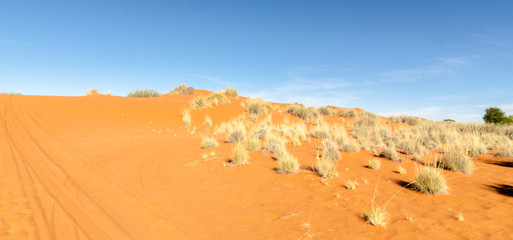 Parc national Kalahari Gemsbok, parc transfrontalier de Kgalagadi, Afrique du Sud