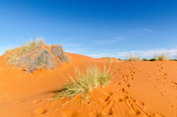 Parc national Kalahari Gemsbok, parc transfrontalier de Kgalagadi, Afrique du Sud