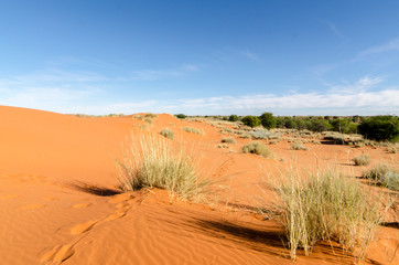 Parc national Kalahari Gemsbok, parc transfrontalier de Kgalagadi, Afrique du Sud