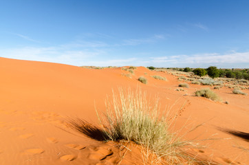 Parc national Kalahari Gemsbok, parc transfrontalier de Kgalagadi, Afrique du Sud