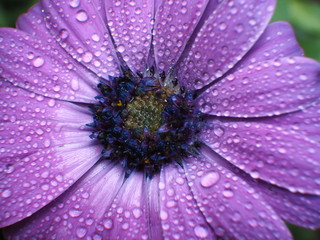 Fleur mauve rosée © Photo MD