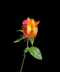 Obraz premium Beautiful colorful rose isolated on a black background