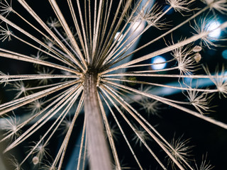 acanthus, cow parsnip, hogweed decoration that looks like fireworks on new years eve