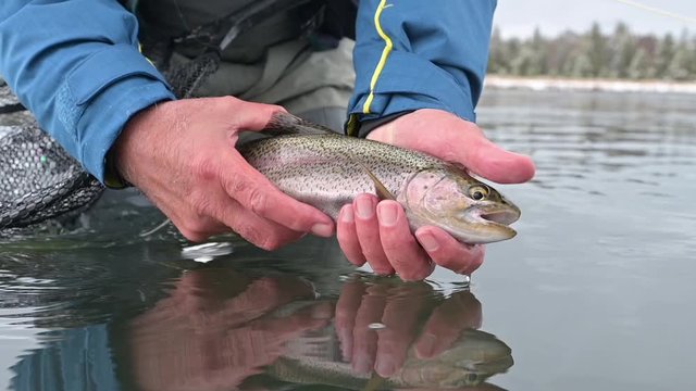 taking a rainbow trout on the Henrys Fork in Idaho