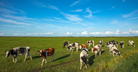 Herd of pasture cows in a wide Dutch landscape with a straight horizon.