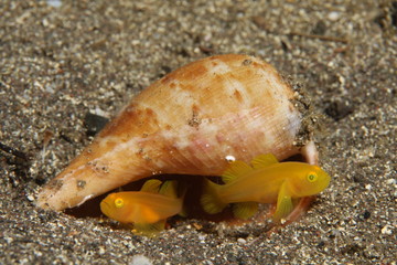 ミジンベニハゼ