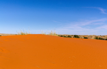 Parc national Kalahari Gemsbok, parc transfrontalier de Kgalagadi, Afrique du Sud