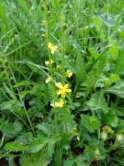 Obraz premium Gewöhnlicher Odermennig