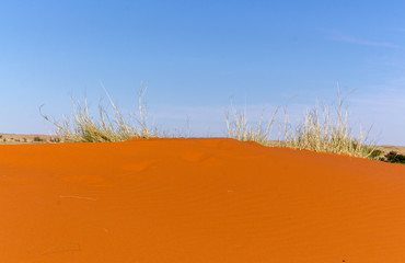 Parc national Kalahari Gemsbok, parc transfrontalier de Kgalagadi, Afrique du Sud