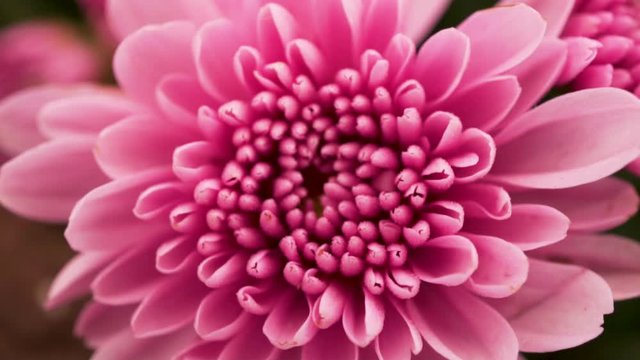 Pink flower of chrysanthemum.