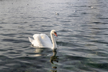 Schwan im Wasser