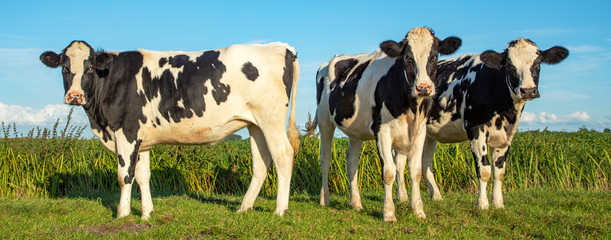 Black and white cows, Friesian Holstein, standing in a pasture under a blue sky on a sunny day © Clara