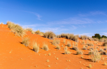 Parc national Kalahari Gemsbok, parc transfrontalier de Kgalagadi, Afrique du Sud