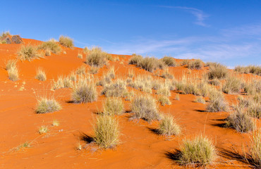 Parc national Kalahari Gemsbok, parc transfrontalier de Kgalagadi, Afrique du Sud © JAG IMAGES