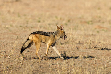 Naklejka na ściany i meble Chacal à chabraque, Canis mesomelas, Afrique