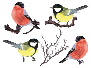 Fototapeta premium Winter Birds on branch set. Hand drawn sparrow and bullfinch. Yellow and red birds