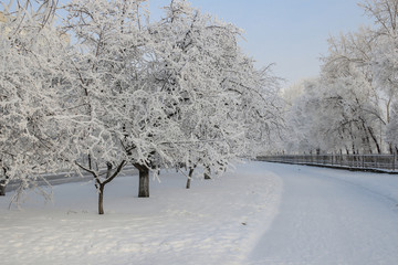 Winter landscape: Large trees covered with snow inin along the r