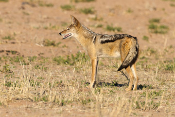Chacal à chabraque, Canis mesomelas, Afrique