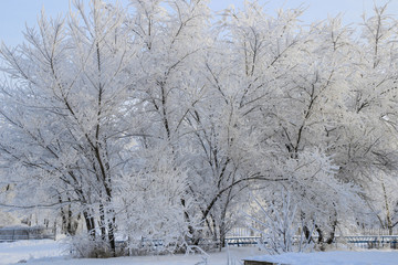 Winter landscape: Large trees covered with snow inin along the r