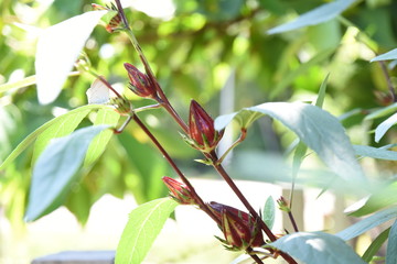 Fototapeta premium Fresh okra flowers On the growing tree