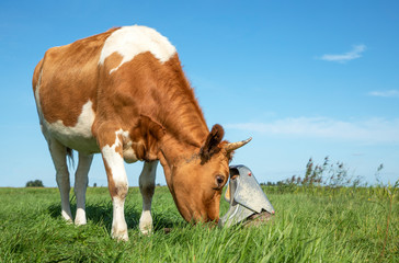 Cow drinks water from the pasture pump and pumps own water by pressing her nose on it