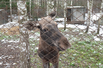 Sad elk cow behind bars with black background.